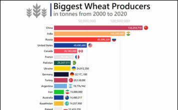 밀 생산량 순위, 세계 1위 국가는? 밀 생산량 순위, 세계 1위 국가는?