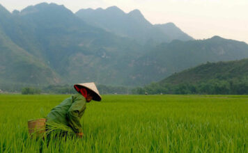 베트남 쌀 생산량, 동남아 최고인 이유는? 베트남 쌀 생산량, 동남아 최고인 이유는?