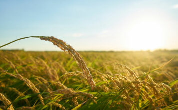 공양미 300석, 실제 무게/현재 가격은? 공양미 300석, 실제 무게/현재가격은?