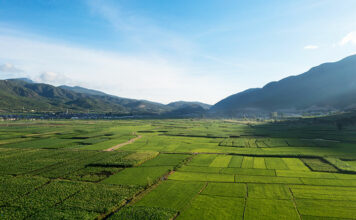 만 평 크기, 벼를 심었을 때 생산량은? 만평 크기, 벼를 심었을 때 생산량은?