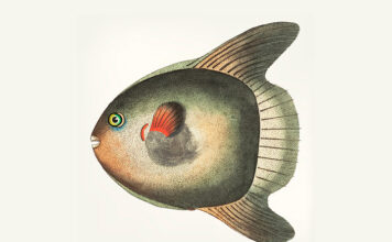 개복치 회, 왜 옛날에는 저렴했을까? 개복치 회, 왜 옛날에는 저렴했을까?