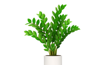 금전수 노란잎, 왜 누렇게 될까? 금전수 노란잎, 왜 누렇게 될까?