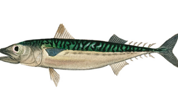 고등어 양식, 생산량 vs 수입량은? 고등어 양식, 생산량 vs 수입량은?