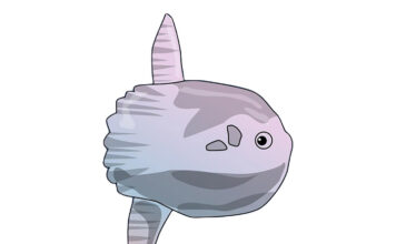 개복치 멘탈, 생존율이 1/30억일까? 개복치 멘탈, 생존율이 1/30억일까?