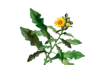 고들빼기 심는 시기, 언제 파종할까? 고들빼기, 고들빼기 나물, 고들빼기 잎, 고들빼기 수확, 고들빼기 파종, 고들빼기 먹는법