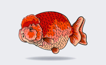 금붕어 아이큐, ‘3초’만 기억할까? 금붕어 아이큐, '3초'만 기억할까?