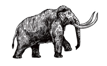 매머드 맘모스 차이, 다른 동물일까? 매머드 맘모스 차이, 다른 동물일까?