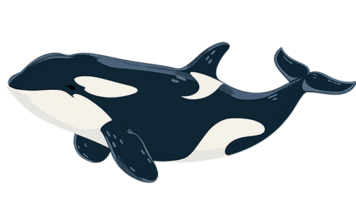 범고래 지능, 얼마나 똑똑할까? 범고래 지능, 얼마나 똑똑할까?