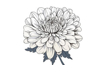 흰국화 꽃말, 왜 장례식에 사용할까? 흰국화 꽃말, 왜 장례식에 사용할까?