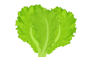 상추 씻는법, 기생충•벌레 세척 Tip은? 상추 세척, 기생충 제거, 흐르는 물, 소금물 담그기, 식초물 소독, 베이킹소다 세척